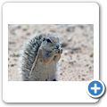 Kgalagadi Tranfrontier Park - Borstenh&ouml;rnchen