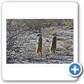 Kgalagadi Tranfrontier Park - Erdm&auml;nnchen