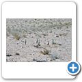 Kgalagadi Tranfrontier Park - Erdm&auml;nnchen