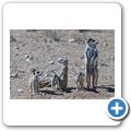 Kgalagadi Tranfrontier Park - Erdm&auml;nnchen