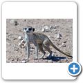 Kgalagadi Tranfrontier Park - Erdm&auml;nnchen