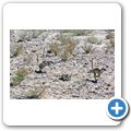 Kgalagadi Tranfrontier Park - Erdm&auml;nnchen