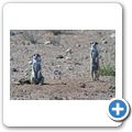 Kgalagadi Tranfrontier Park - Erdm&auml;nnchen