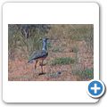 Kgalagadi Tranfrontier Park - Riesentrappe
