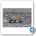 Kgalagadi Tranfrontier Park - Raubadler