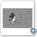 Kgalagadi Tranfrontier Park - Raubadler