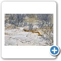 Kgalagadi Tranfrontier Park - Kapkobra