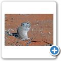 Kgalagadi Tranfrontier Park - Brands Pfeiffratte
