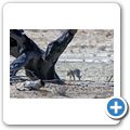 Kgalagadi Tranfrontier Park - afrikanische Wildkatze
