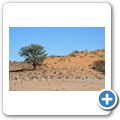 Kgalagadi Tranfrontier Park - L&ouml;we