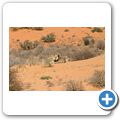 Kgalagadi Tranfrontier Park - L&ouml;we