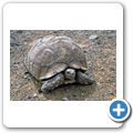Leopardenschildkr&ouml;te