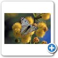 Karoo National Park - "Schreckliche" Akazie mit Wanderwei&szlig;ling-Schmetterling