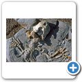 Karoo National Park - Saurier-Fossilien