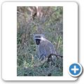 Camdeboo National Park - gr&uuml;ne Meerkatze