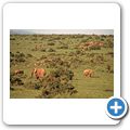 Addo Elephant National Park - Elefant