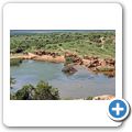 Addo Elephant National Park - Elefant