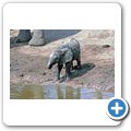 Addo Elephant National Park - Elefant