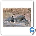 Addo Elephant National Park - Elefant