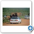 Addo Elephant National Park - Elefant