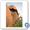 Addo Elephant National Park - Elefant