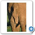 Addo Elephant National Park - Elefant