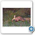 Addo Elephant National Park - Erdferkel