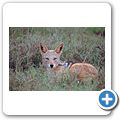 Addo Elephant National Park - Schabrackenschakal