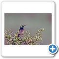 Addo Elephant National Park - Goldbrust-Nektarvogel