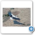 Addo Elephant National Park - Wei&szlig;storch