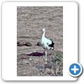 Addo Elephant National Park - Wei&szlig;storch
