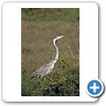 Addo Elephant National Park - Schwarzhalsreiher