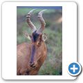 Addo Elephant National Park - Kuhantilope