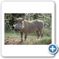 Addo Elephant National Park - Warzenschwein
