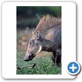 Addo Elephant National Park - Warzenschwein