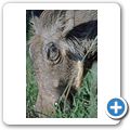Addo Elephant National Park - Warzenschwein