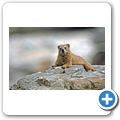 Tsitsikamma Coastal National Park - Klippschliefer