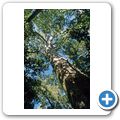 Tsitsikamma Coastal National Park - Forrest Trail