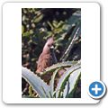 Federhelmturako (Knysna Lourie)
