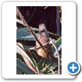 Federhelmturako (Knysna Lourie)