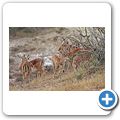 Garden Route Game Lodge - Impala