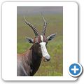Garden Route Game Lodge - Buntbock