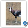 Garden Route Game Lodge - Buntbock