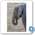Garden Route Game Lodge - Elefant