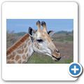 Garden Route Game Lodge - Giraffe