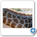 Garden Route Game Lodge - Giraffe