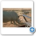 Garden Route Game Lodge - Breitmaulnashorn