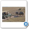 Garden Route Game Lodge - Breitmaulnashorn