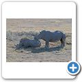 Garden Route Game Lodge - Breitmaulnashorn