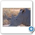 Garden Route Game Lodge - Breitmaulnashorn